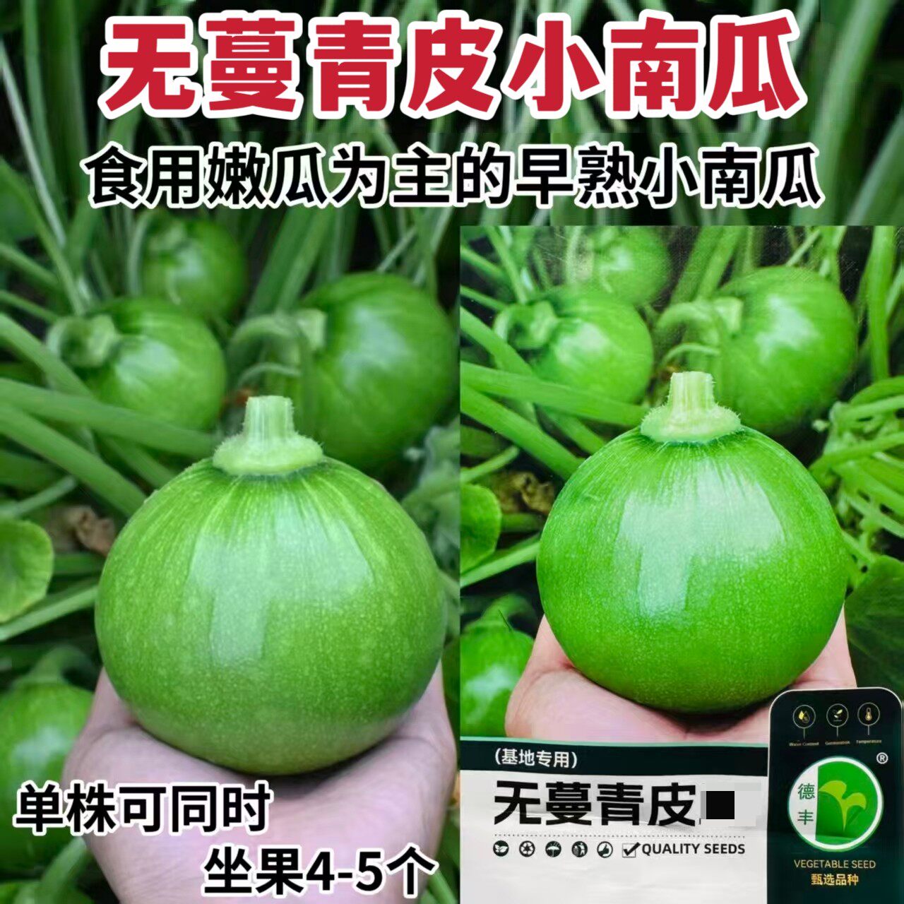 德丰无蔓青皮小南瓜种子