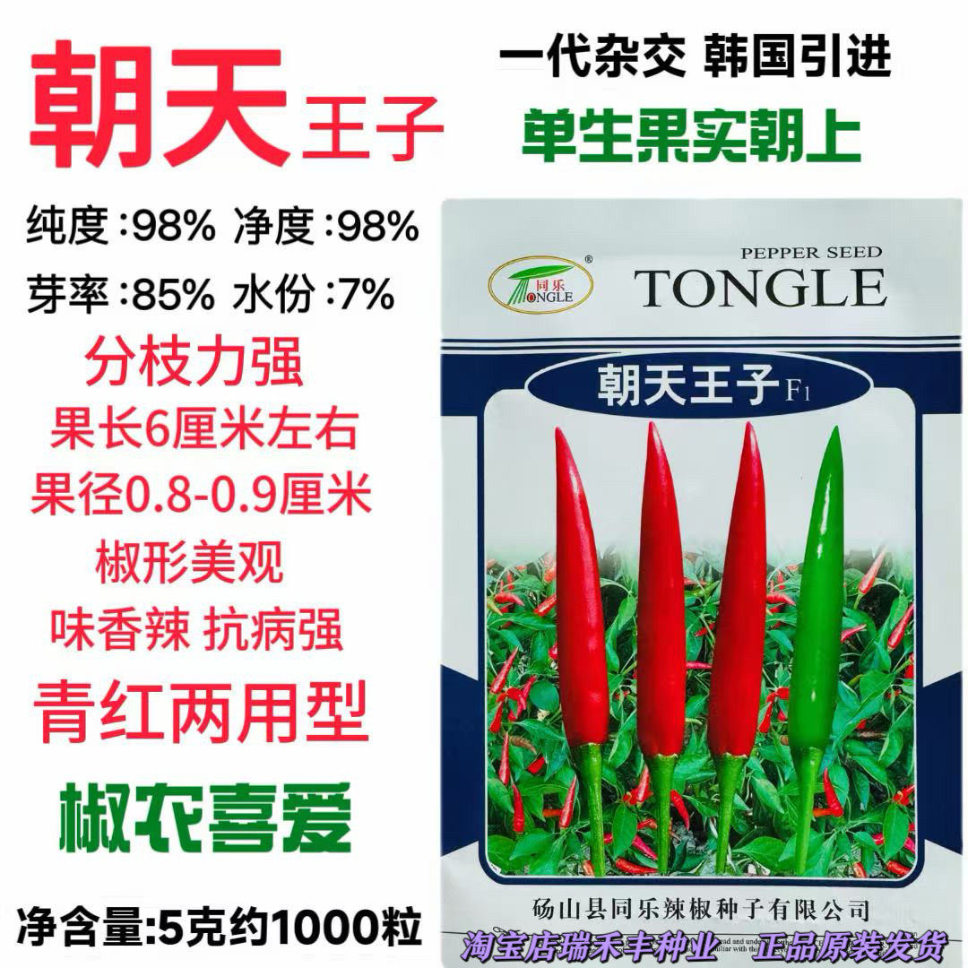 同乐朝天王子辣椒种子单
