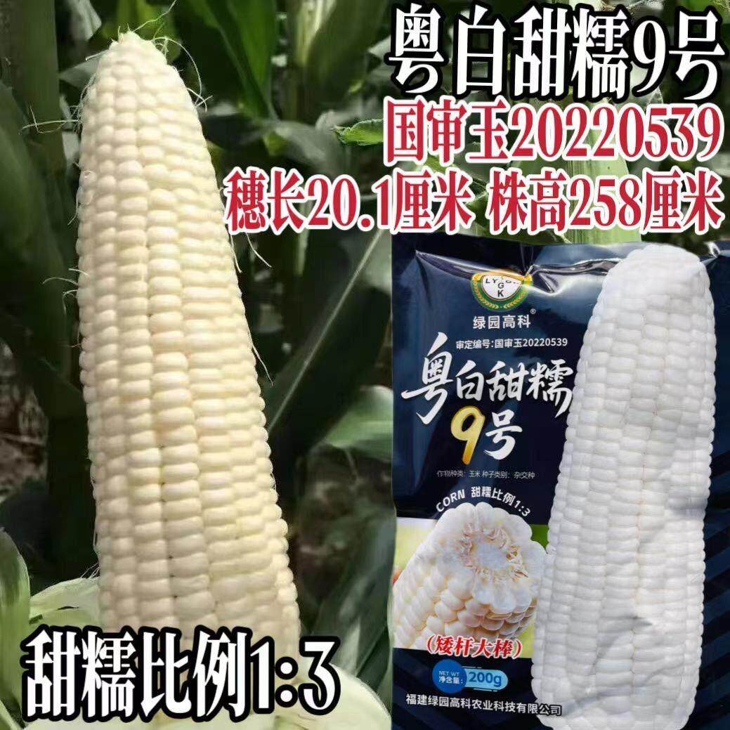 粵白甜糯9号白玉米种子加甜粘玉米种籽国审非转基因鲜食玉米种种