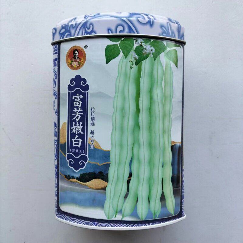 九粒白架豆芸豆种子白不