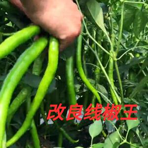 线椒种子改良线椒王超辣高产辣椒二荆条长盆栽南方种蔬菜种孑春季