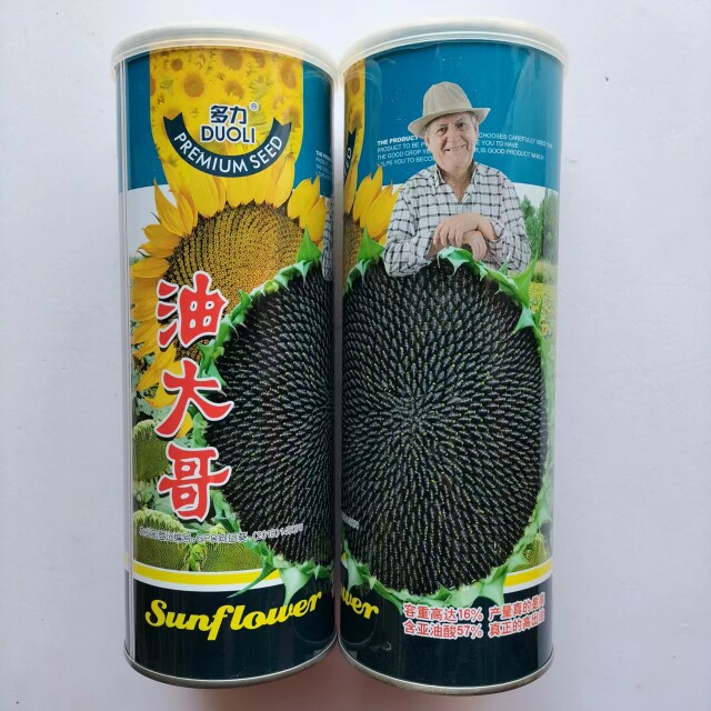油大哥葵种子种籽苗食用向日葵矮葵花活苗孑花苗带根子大盘特大