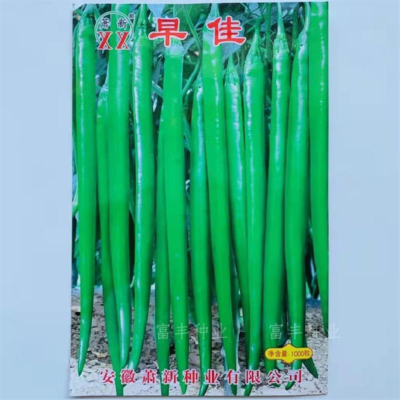 早佳线椒种子早熟香辣细长羊角形辣椒种子青果亮绿色条椒种子