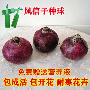 风信子种球三颗球水培土培四季盆栽室内耐寒大球种子香味百合花卉