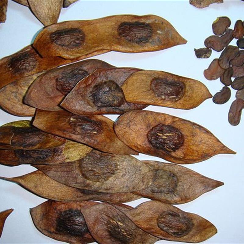 正宗海南黄花梨种子 印度小叶紫檀种子 金丝楠木树种子 菩提种子