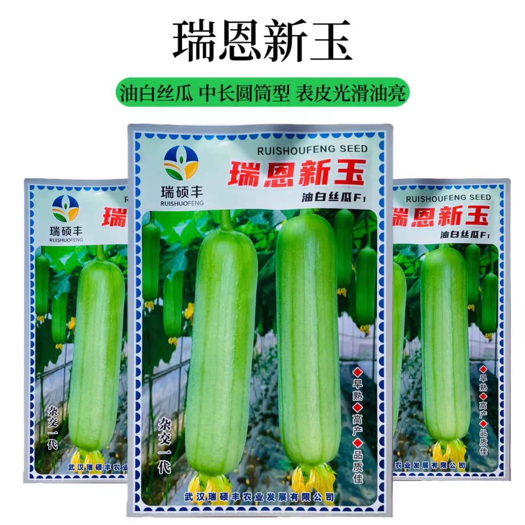 牛奶丝瓜种子菜种四季春高产瑞恩新玉品种早熟奶香油白丝瓜 种子
