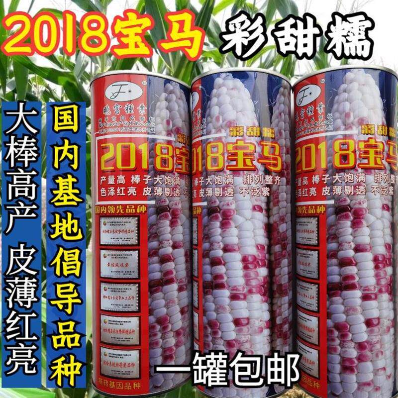 彩甜糯玉米2018宝马玉米种籽高产抗病春秋播农业大田彩色玉米种子
