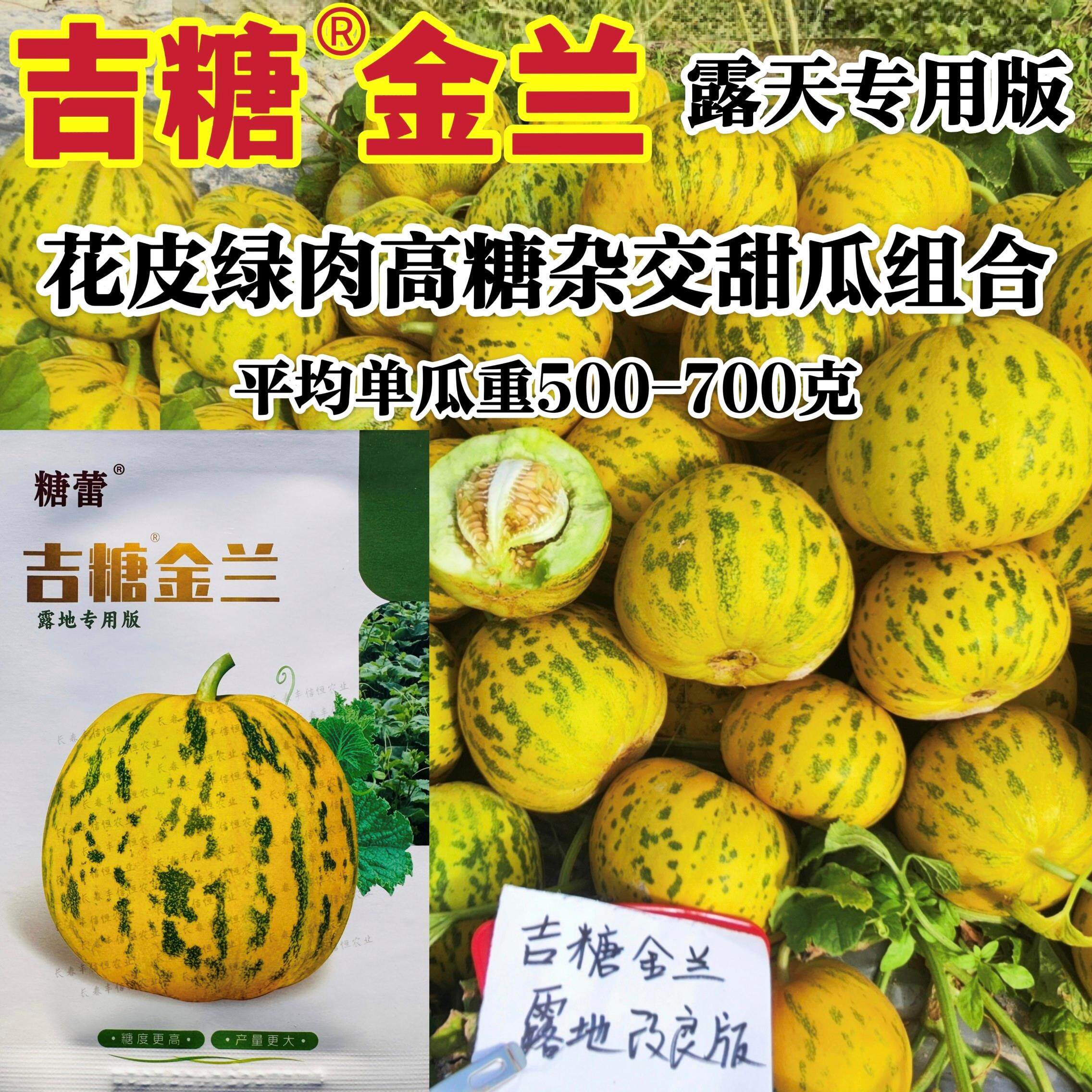 吉糖金兰甜瓜种子特甜干