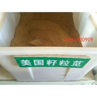 美国籽粒苋种子 墨西哥玉米黑麦草牧草种子紫花苜蓿苏高丹皇竹草