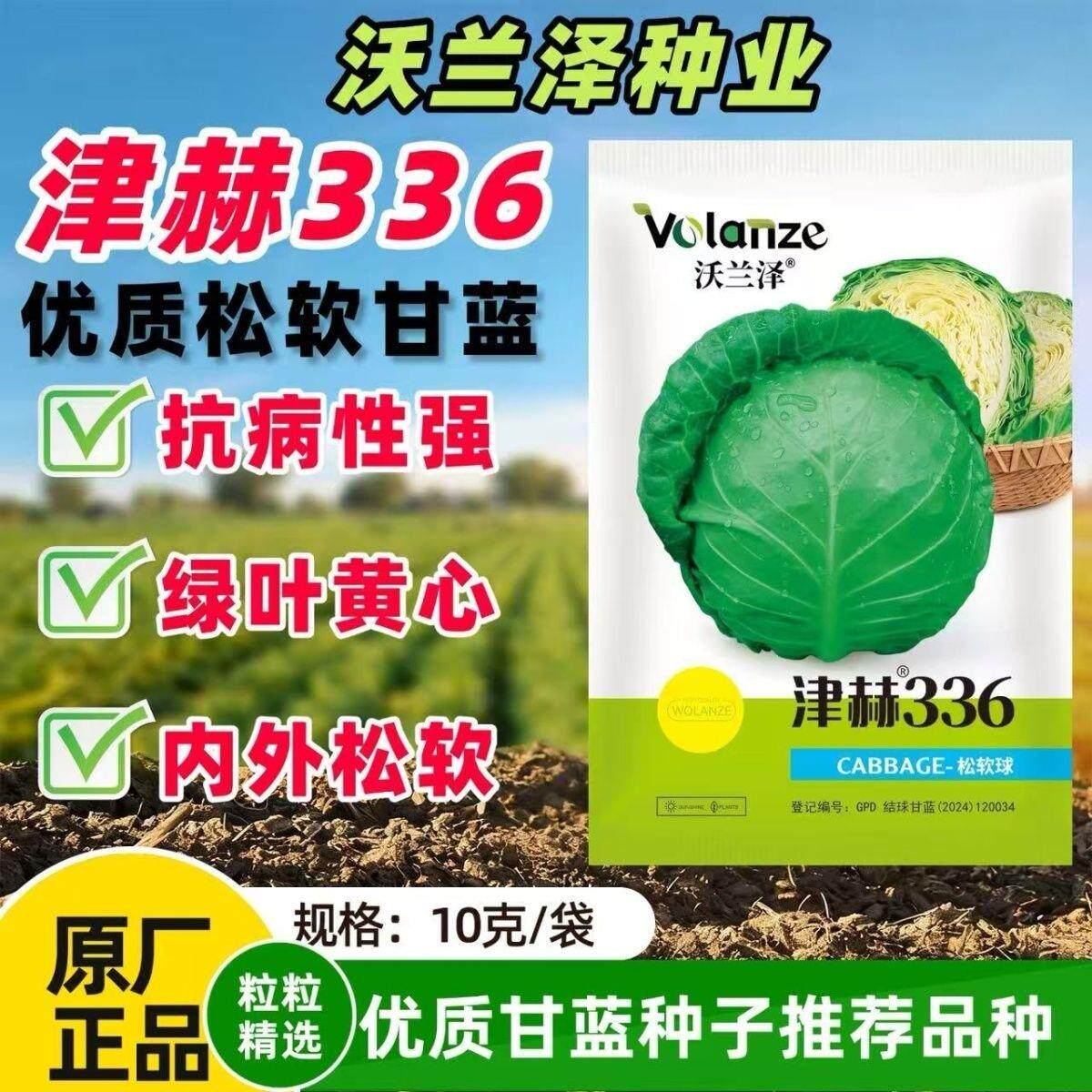 津赫336甘蓝种子中早熟叶球深绿正圆形绿叶黄芯抗裂球春秋包菜籽