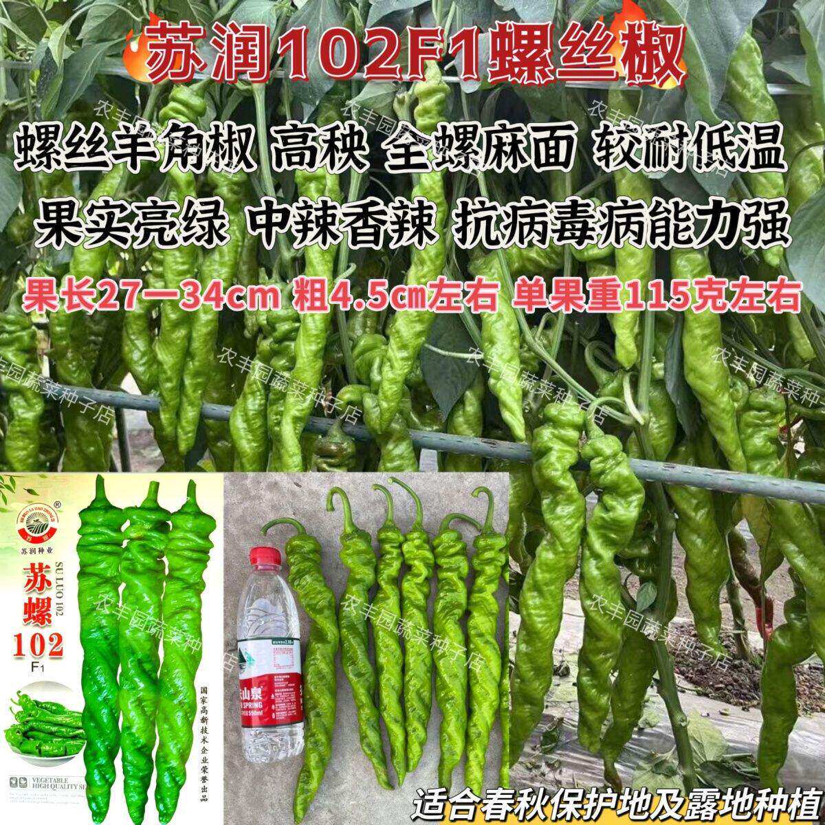 苏螺102螺丝羊角椒高秧全