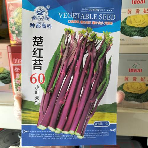 楚红苔60红菜苔种子紫菜