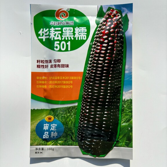 华耘黑糯501黑甜糯玉米种子高产春秋播甜加糯黑紫粘玉米种籽孑