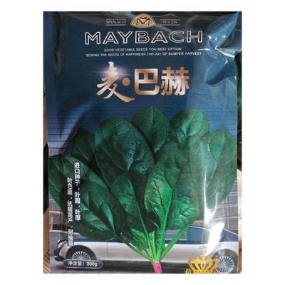 麦巴赫进口菠菜种子园叶杂交一代新品种抗病高产春秋冬可密植