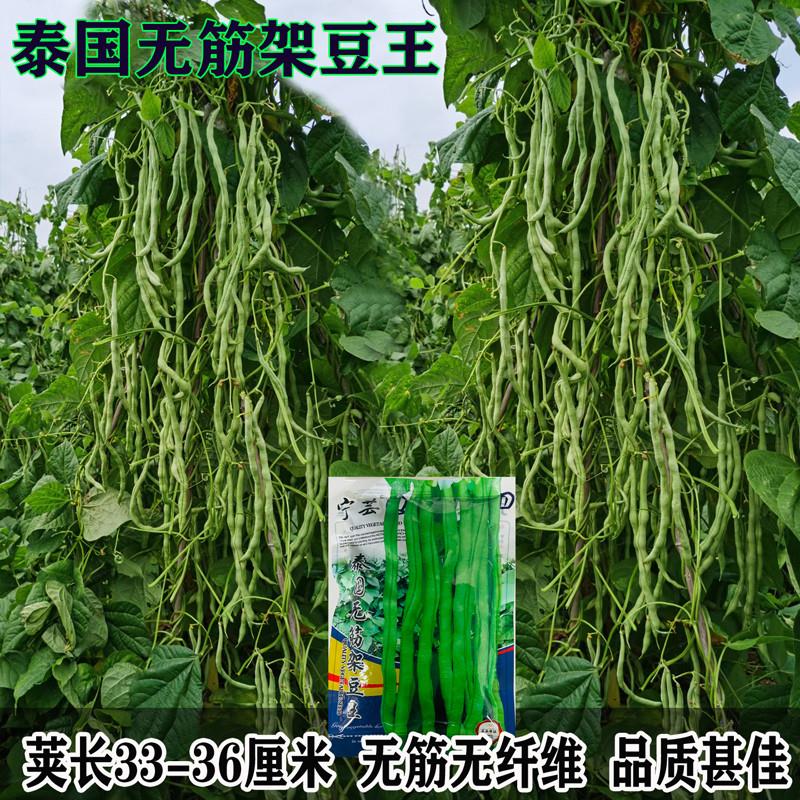 泰国无筋架豆王种子 嫩绿皮无筋芸豆四季豆架豆王豆角种子孑包邮
