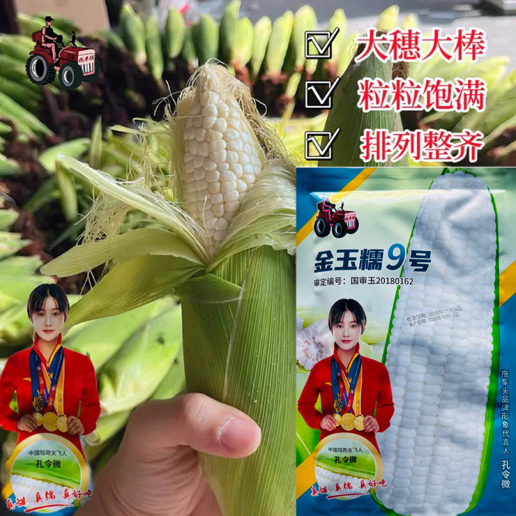 正品拖车头金玉糯9号米种