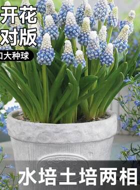 水培葡萄风信子种球土培盆栽进口花卉种子秋冬四季开花风信子百合