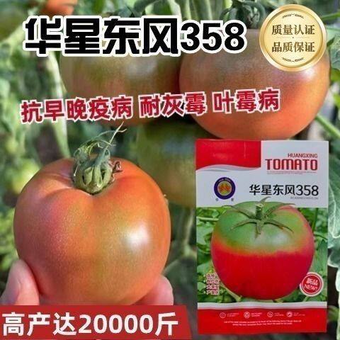 华星东风358草莓番茄种子中早熟厚皮绿肩大果柿子西红柿籽抗病