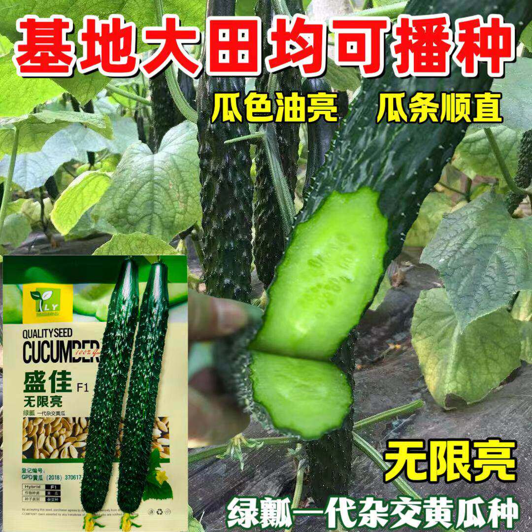 盛佳无限亮黄瓜种子高产