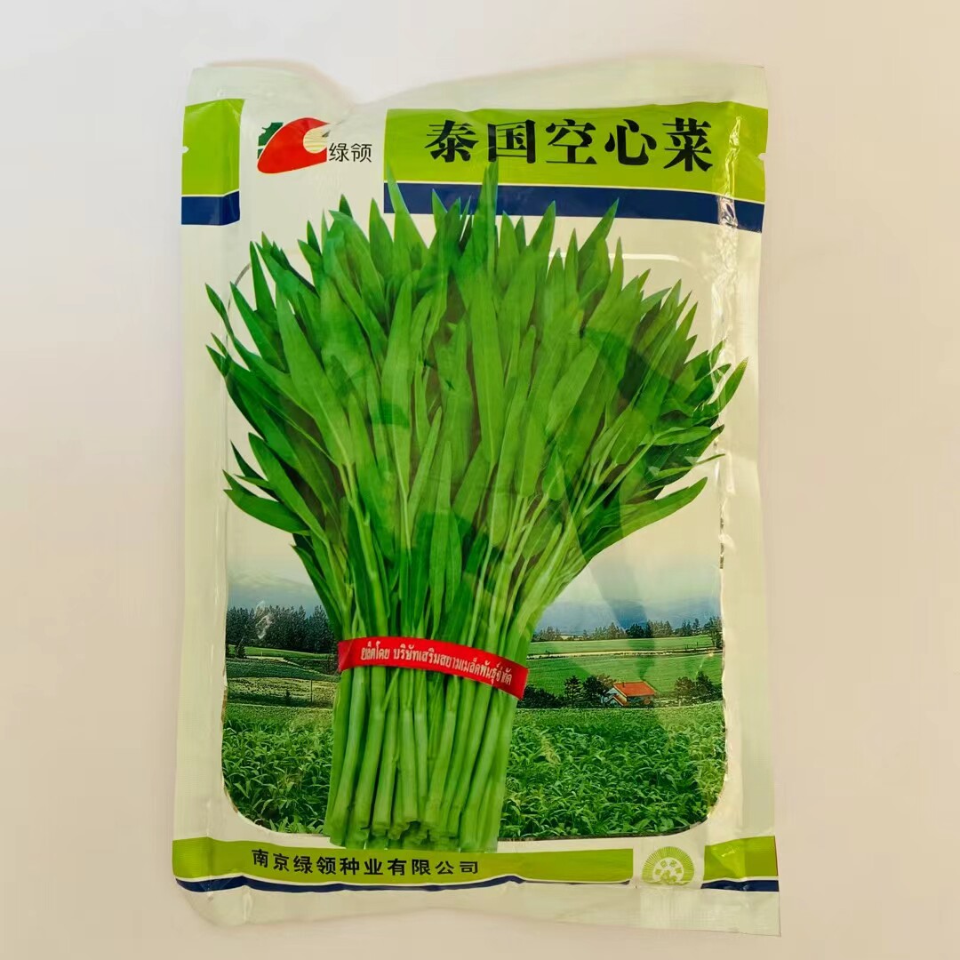 绿领泰国空心菜种子速生叶皮绿色尖形中叶状四季播枊叶空心菜种籽