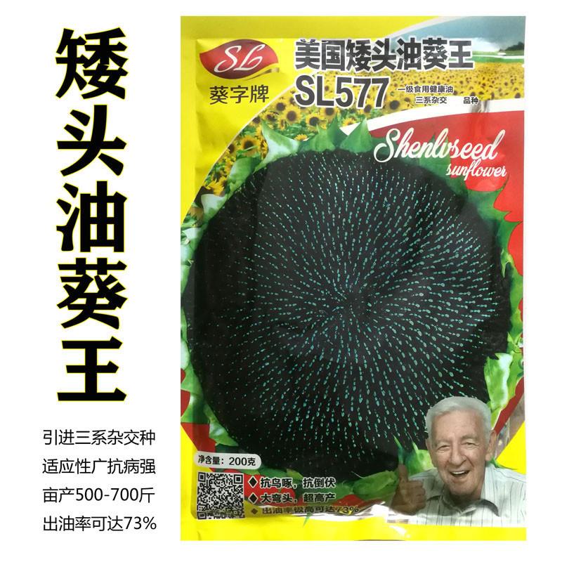 油葵种子食用向日葵种子出油率高抗倒伏大头矮株盆栽观赏蔬菜种子
