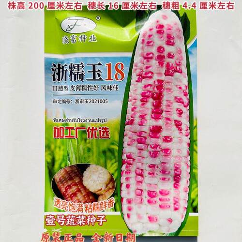 浙糯玉18彩甜糯玉米种籽子春秋高产抗病小穗型香糯软嫩花糯黏苞米