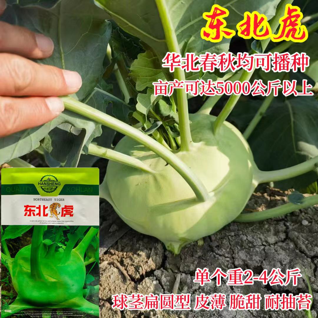 东北虎中熟苤蓝种子单球重2-4公斤大叶子皮薄浅绿色苤蓝种子