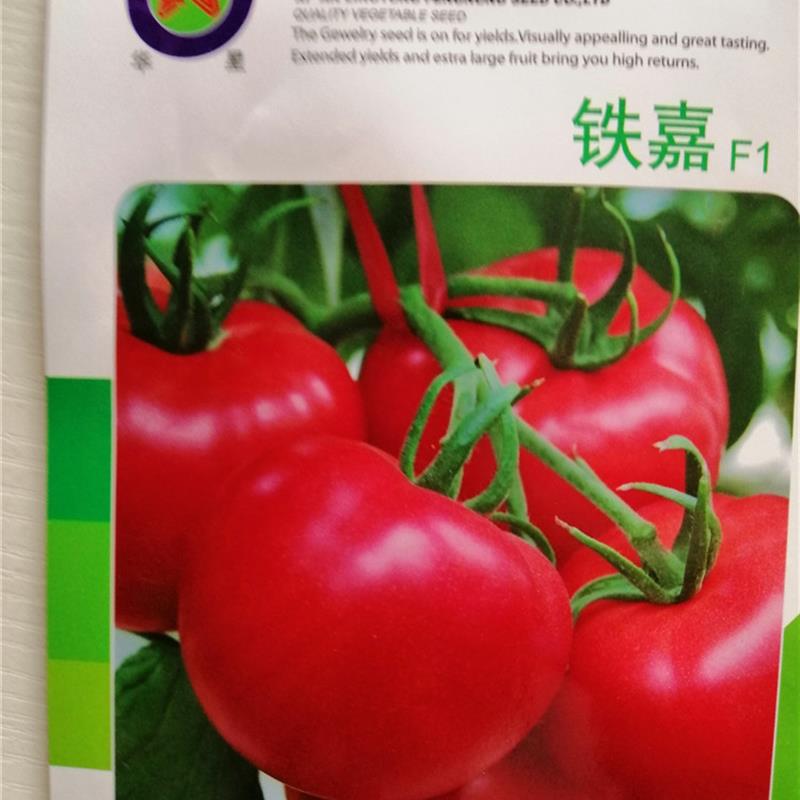 铁嘉粉红番茄种子早熟大果西红柿种籽高抗根结线虫病春秋大棚基地