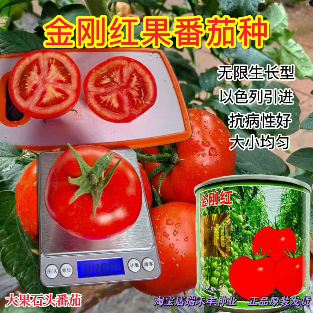 金刚红石头果种子无限生