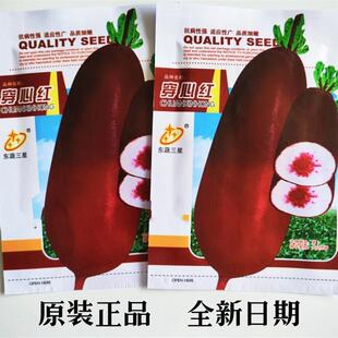 穿心红紫到心萝卜种红皮脆甜多汁腌制咸菜水果萝卜蔬菜种萝卜种子