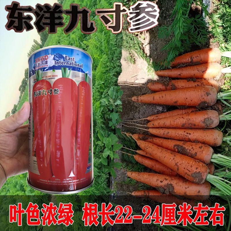 东洋九寸参胡萝卜种子日本引进胡萝卜籽高产耐热秋播基地专用种籽