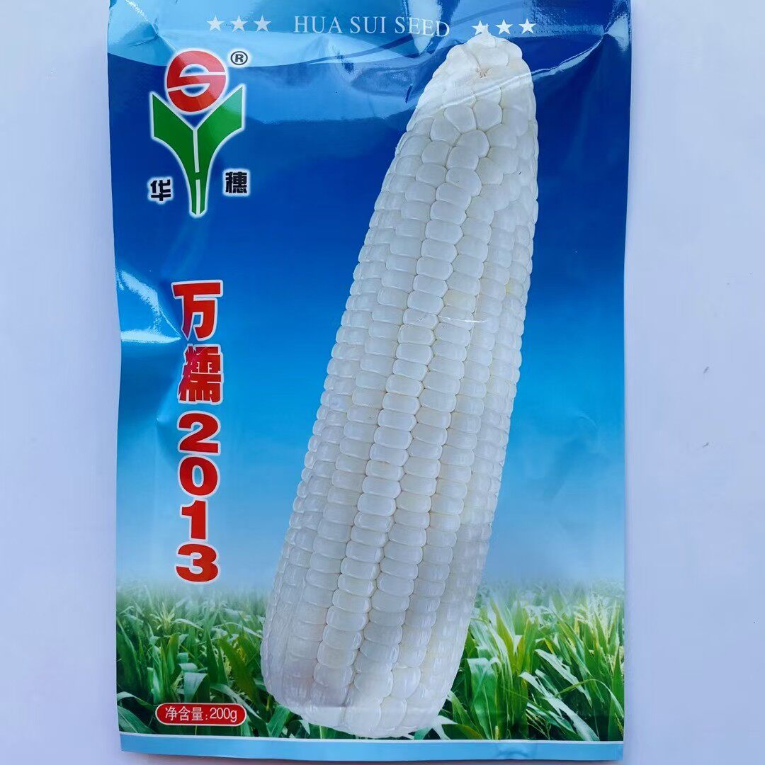万糯2013中熟大棒河北华