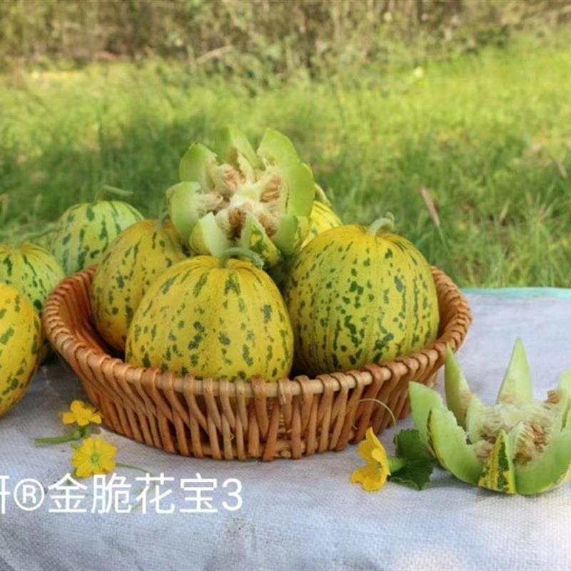 花宝3号甜瓜种子薄皮甜瓜种含糖高超甜早熟耐湿抗病花皮香瓜种孑