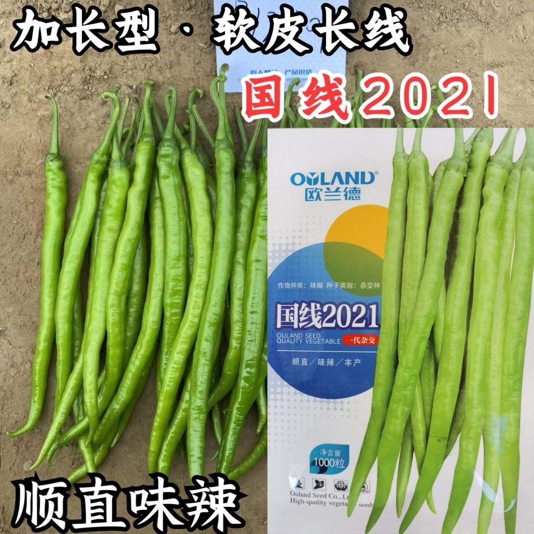 欧兰德国线2021线椒种子特长软皮薄皮长线条椒黄绿皮辣椒种子籽孑