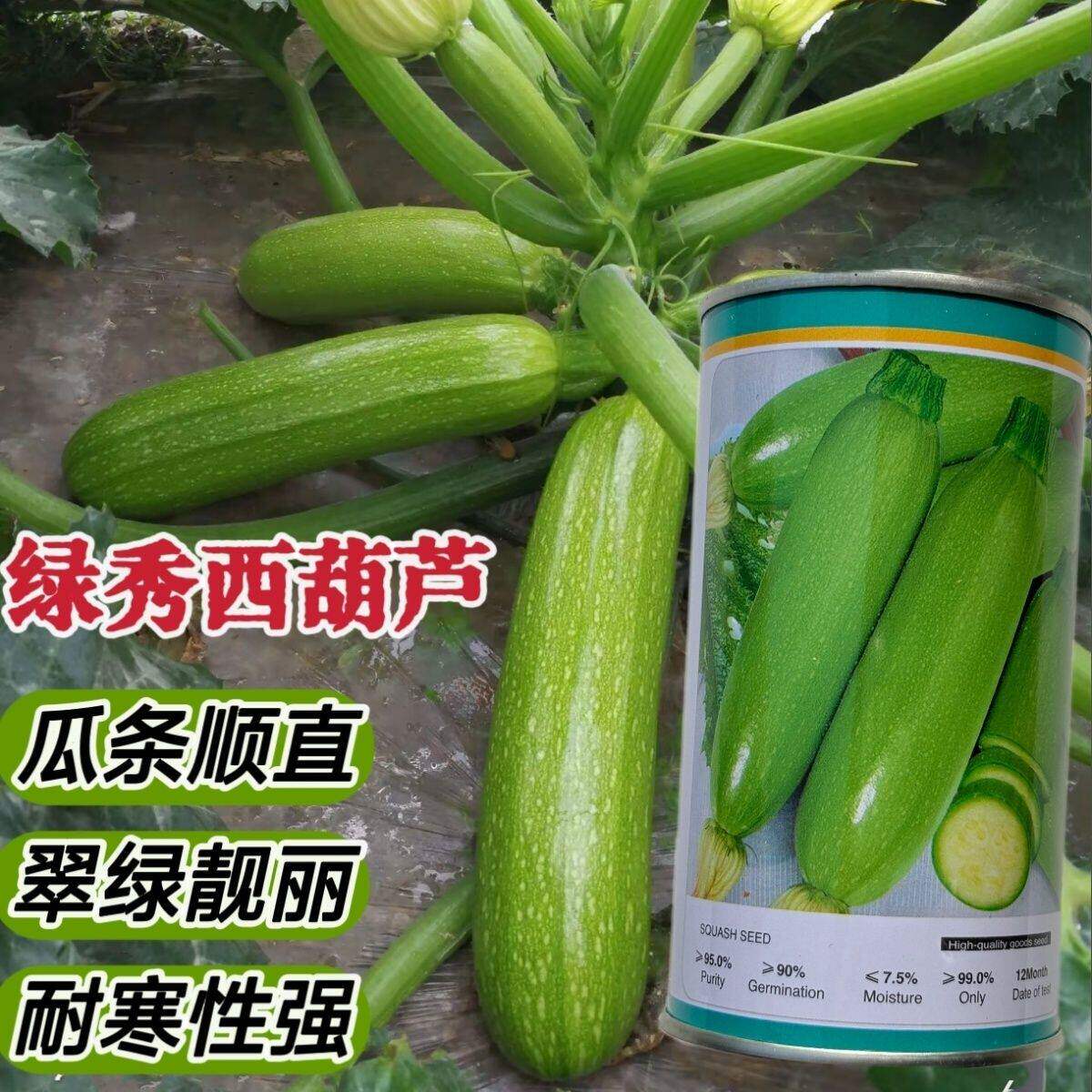 绿秀耐寒西葫芦种子抗病