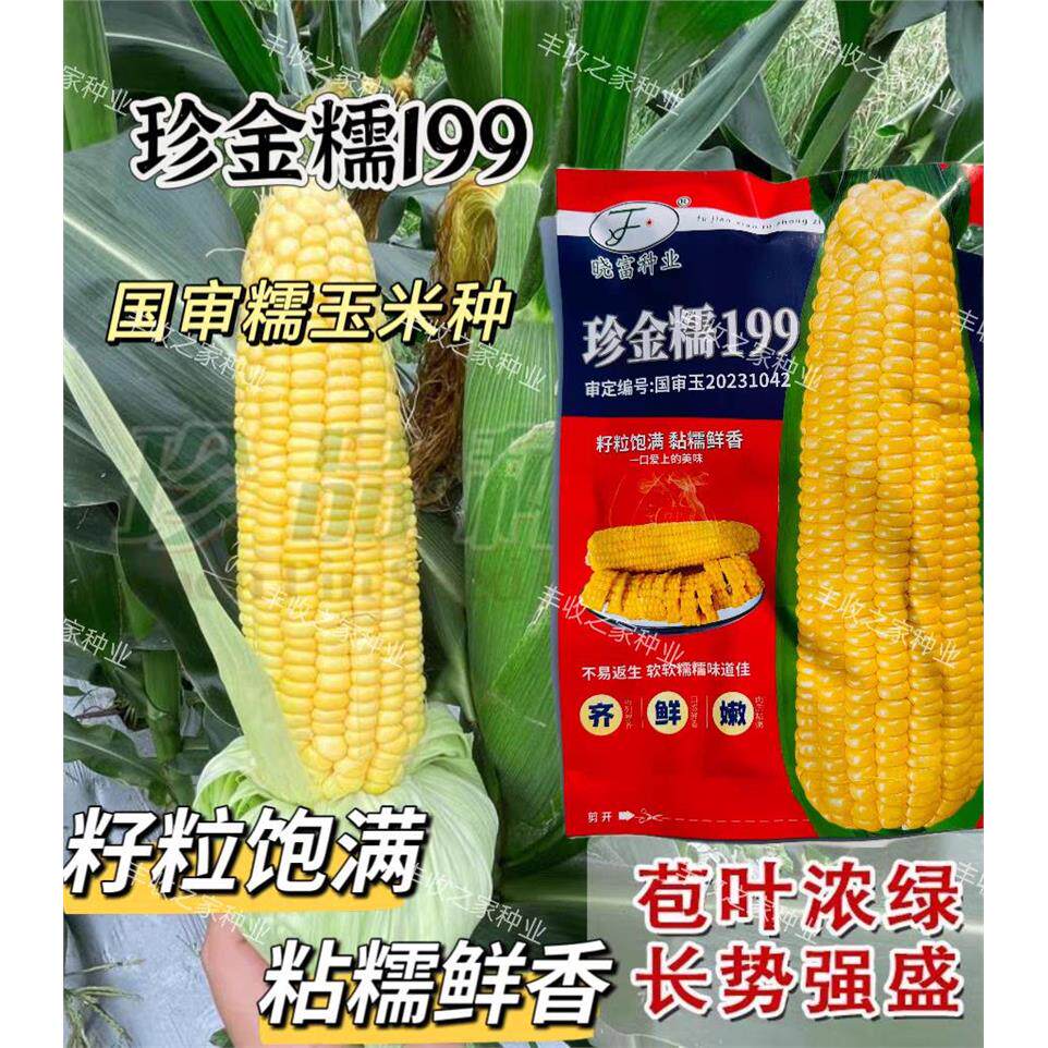 国审糯玉米种子精品珍金