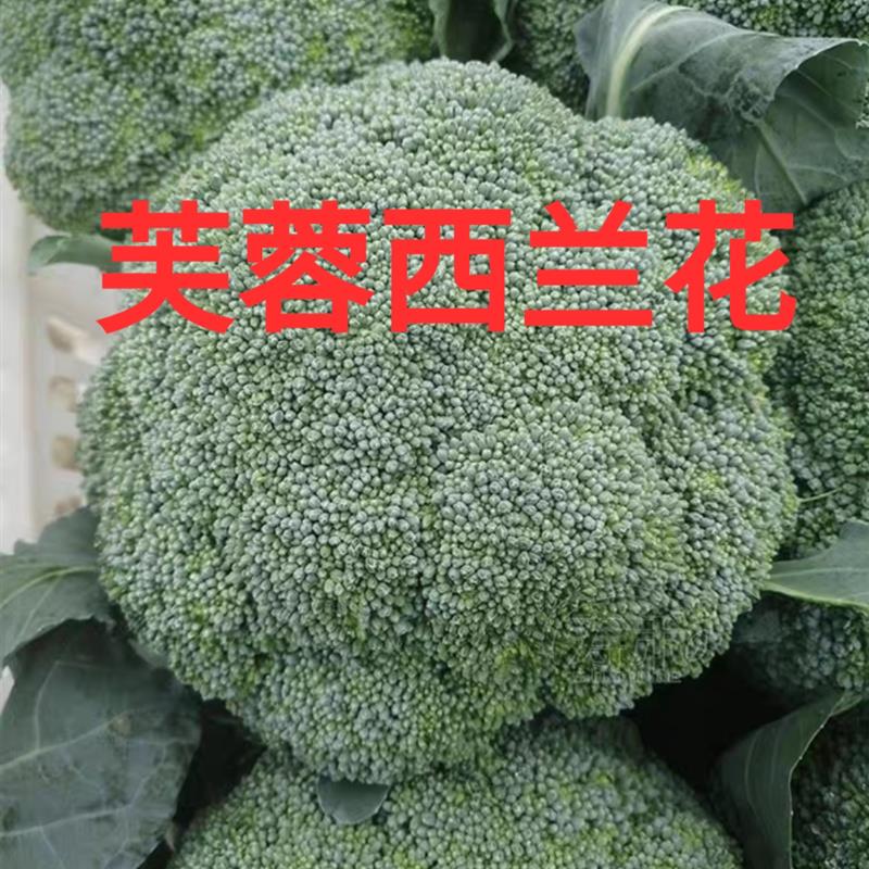 台湾芙蓉西兰花种子杂交高圆型早熟花椰菜绿色菜花籽四季播蔬菜种