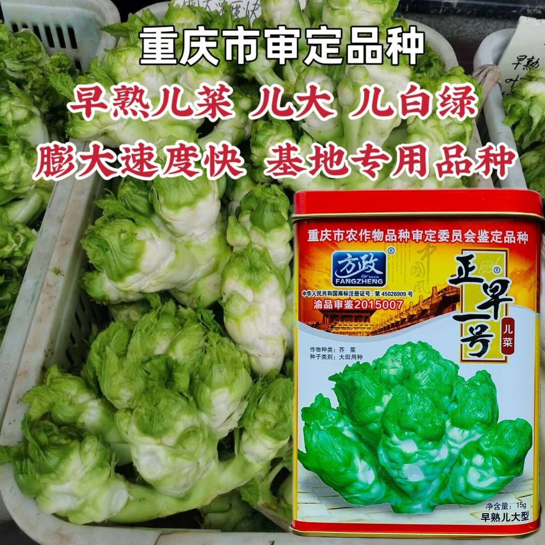 重庆方正正早一号儿菜种