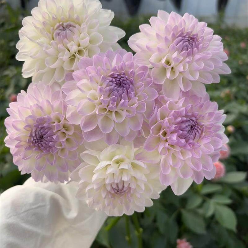 花卉盆栽四季花卉大丽花球根地瓜花大丽花种球花大庭院盆栽带花.,鲜花速递/花卉仿真/绿植园艺,红掌/凤梨/温室花卉,淘宝优惠券,粉丝福利购,淘宝优惠卷