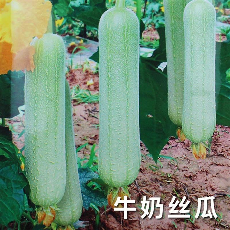 鼎牌牛奶二号高产丝瓜种子菜瓜种籽籽种四季子蔬菜菜籽孑菜种水瓜