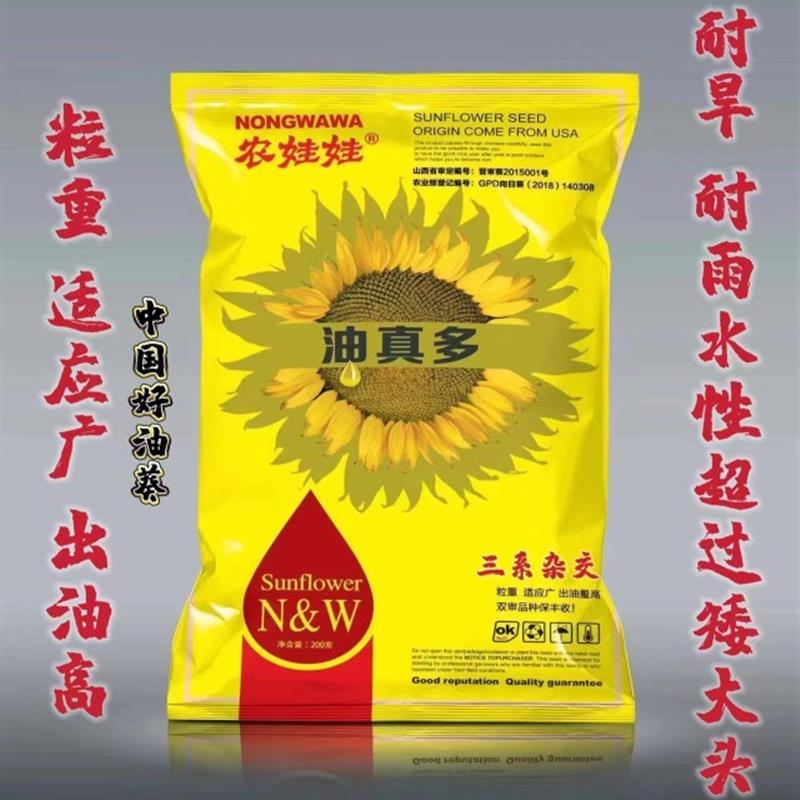 矮杆食用向日葵种子 春季夏季播瓜子葵花 色泽黑亮饱满超级食用葵