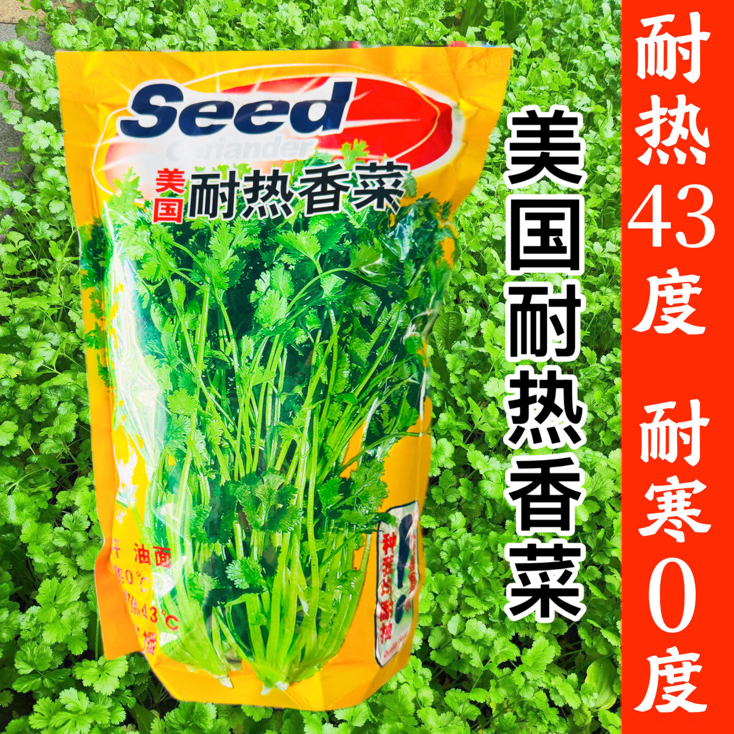 美国进口耐热香菜种子高