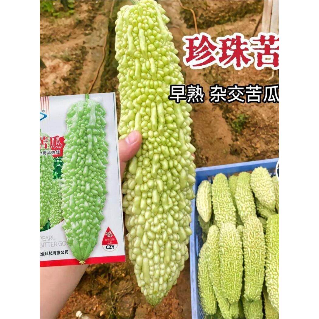 珍珠苦瓜种子早中熟高产