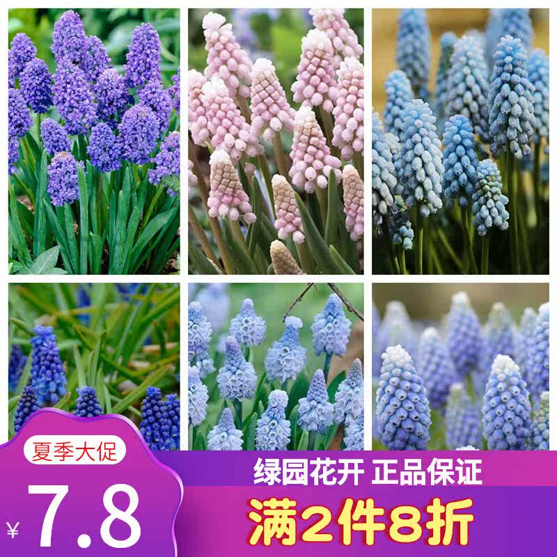 预11月发进口葡萄风信子种球多年生球根土培可水培易繁殖,鲜花速递/花卉仿真/绿植园艺,种球/裸根,淘宝优惠券,粉丝福利购,淘宝优惠卷