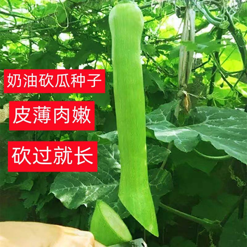 春季播砍瓜种子奶油南瓜种籽随砍随吃新鲜砍瓜巨形吊瓜蔬菜种子孑