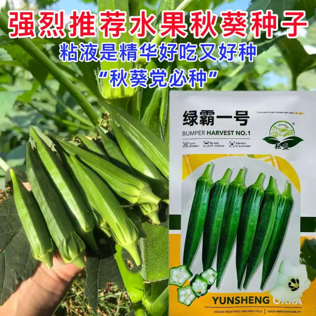 绿霸一号水果秋葵种子早