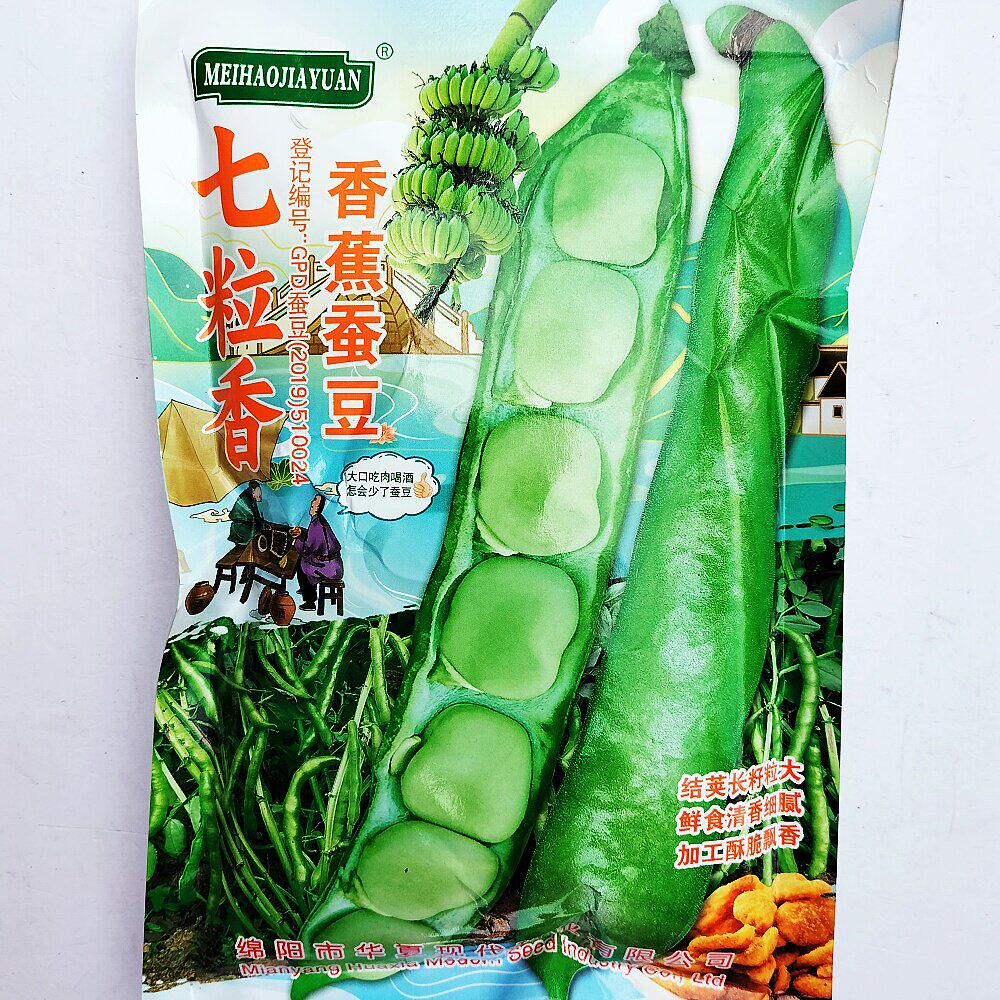 七粒香香蕉蚕豆种子日本