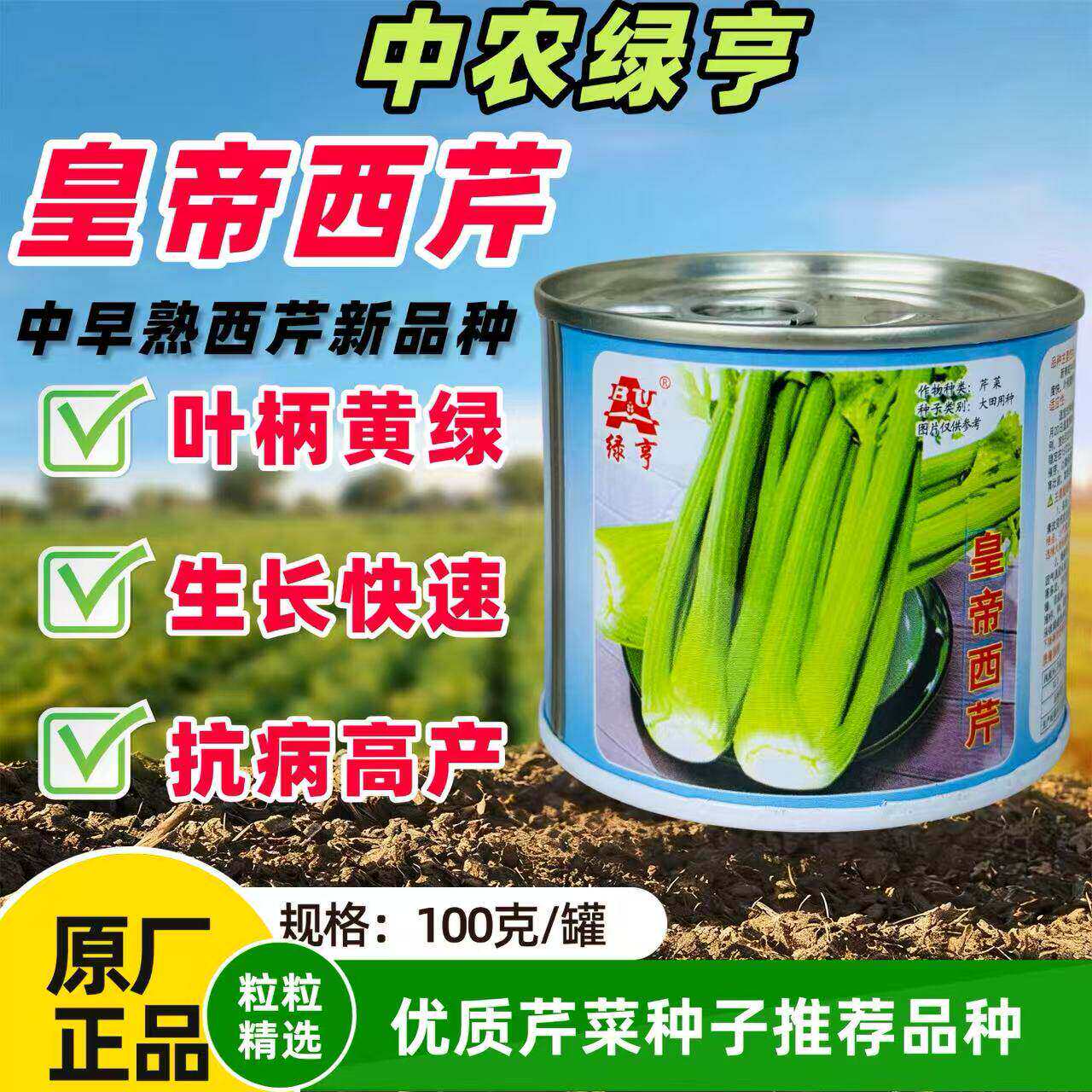 绿亨皇帝西芹种子春秋中
