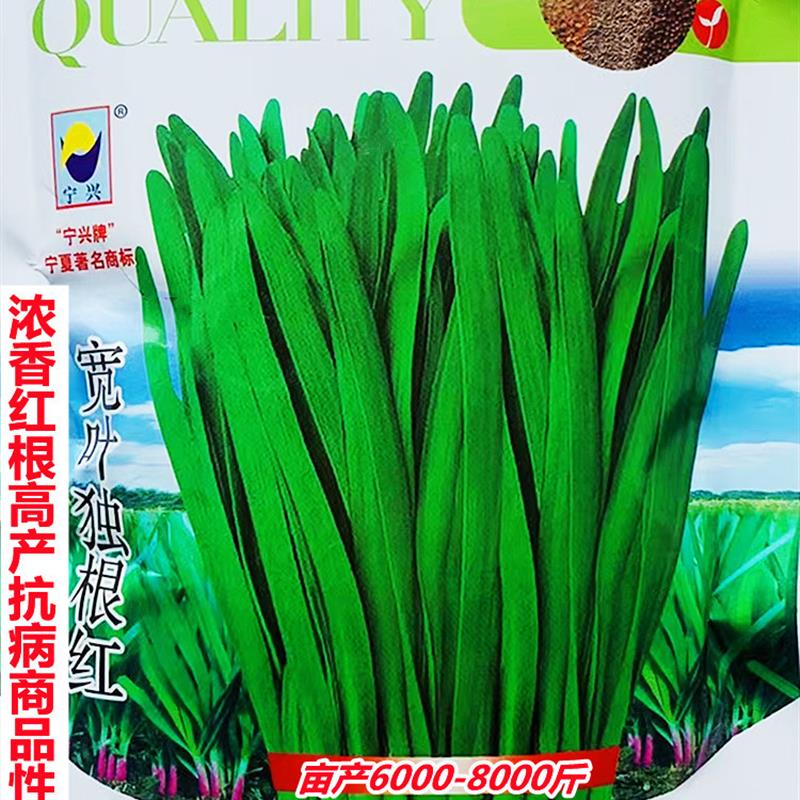 宁夏平罗兴农宽叶独根红韭菜种子浓香红根高产抗病商品性佳春秋播