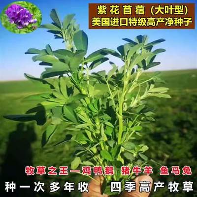 多年生冬季牧草紫花苜蓿种子 黑麦草 菊苣 饲料南北方可播抗寒